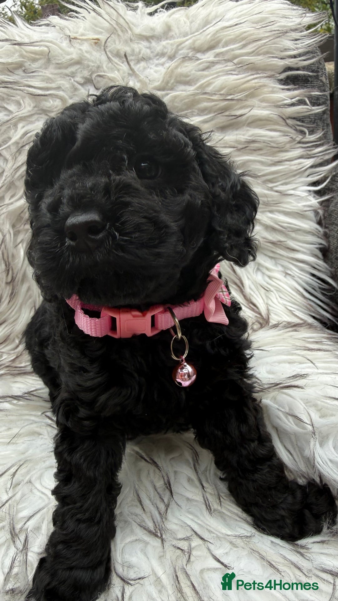 Cockapoo dogs for sale: SMALL COCKAPOO BABYS - Image 13