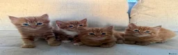 Mixed Breed cats for sale: Beautiful fluffy ginger kittens  - Advert 6