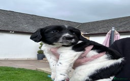 English Springer Spaniel dogs for sale: Springer Spaniels - Image 31