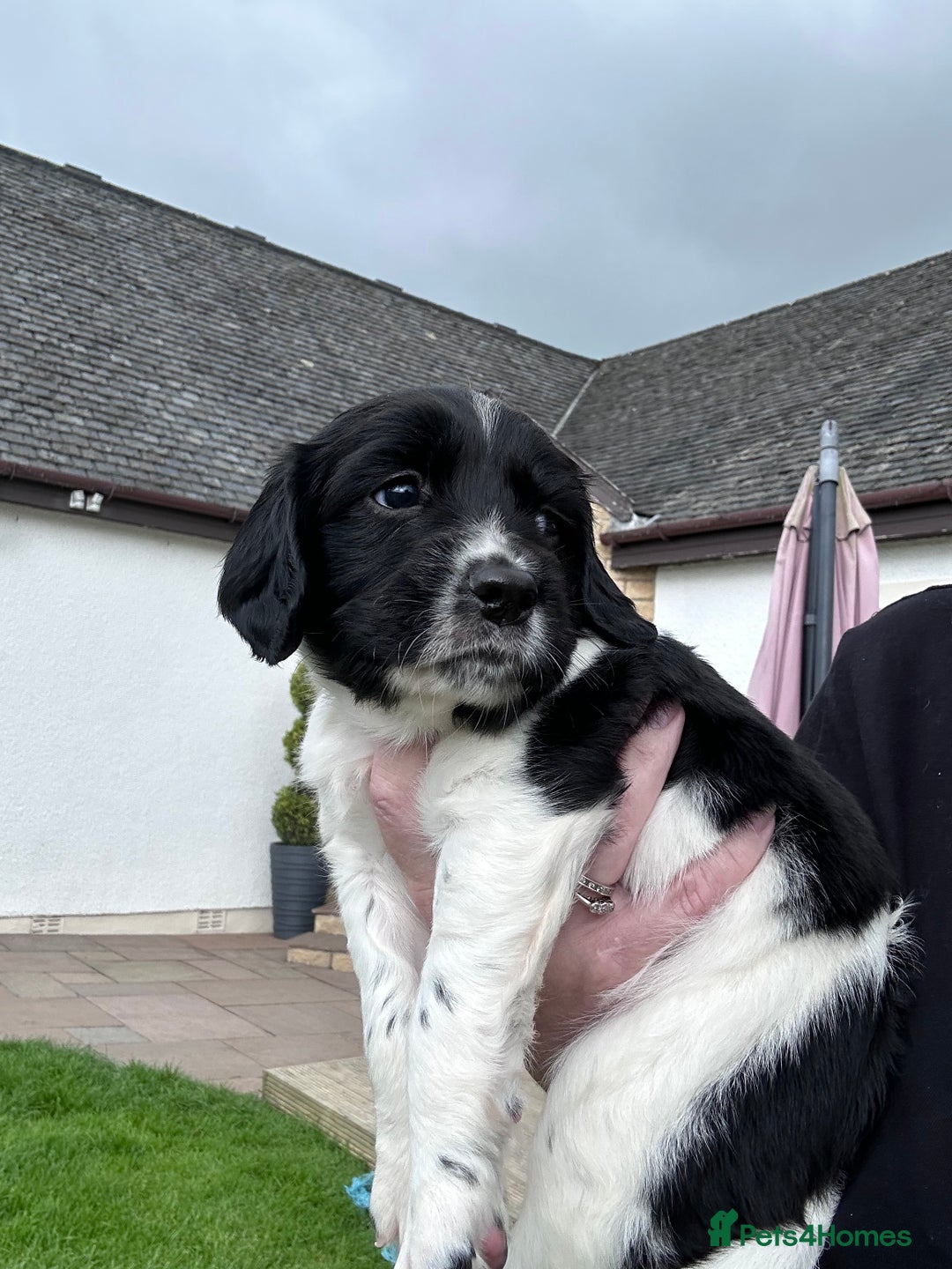 English Springer Spaniel dogs for sale: Springer Spaniels - Image 31