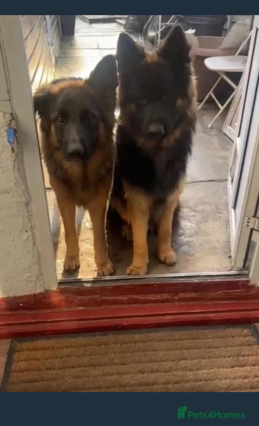 German Shepherd dogs for sale: German Shepherd puppies  - Advert 3