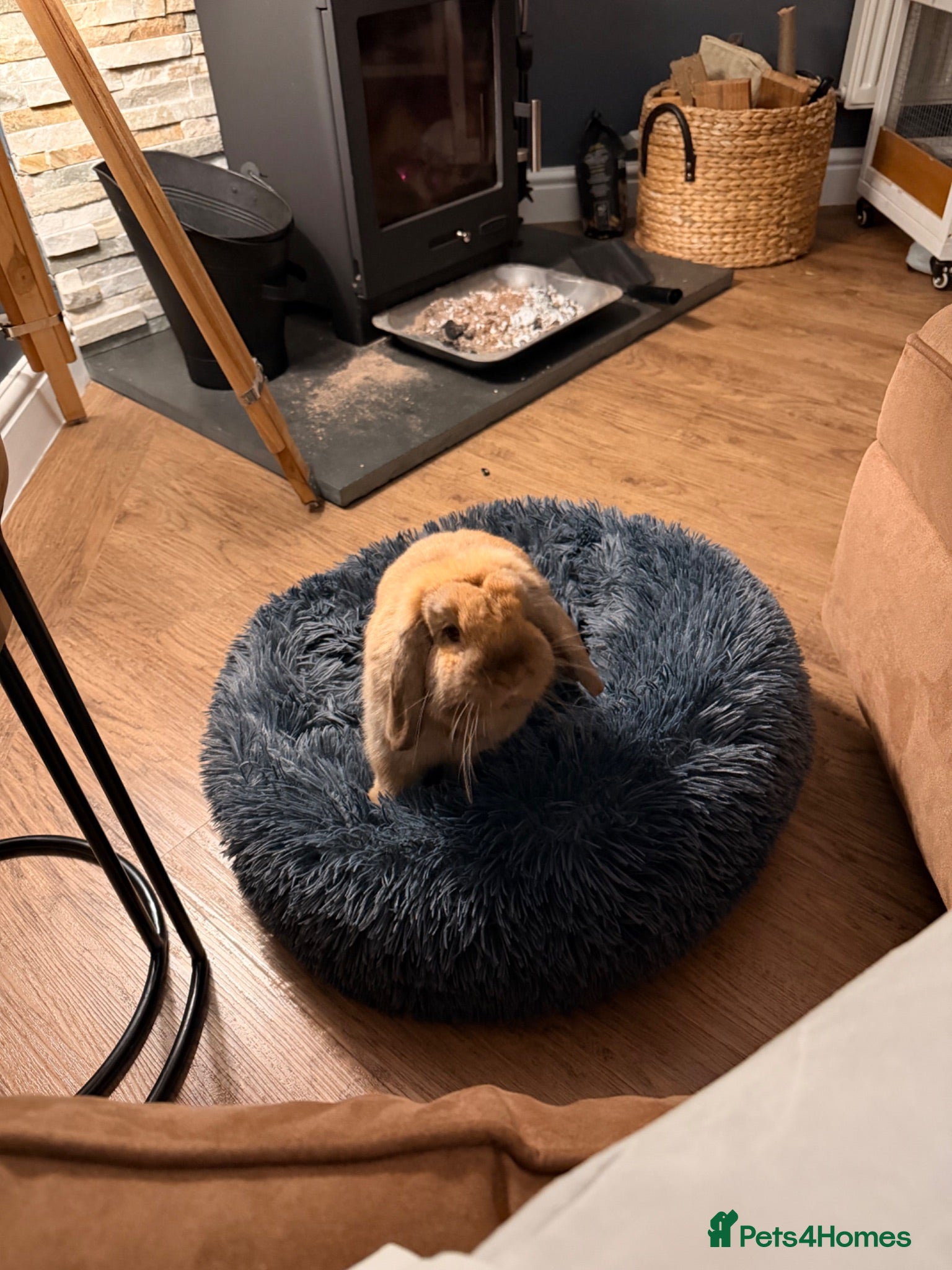 Mini Lop rabbits Friendly mini lop 1 year old - Advert 4