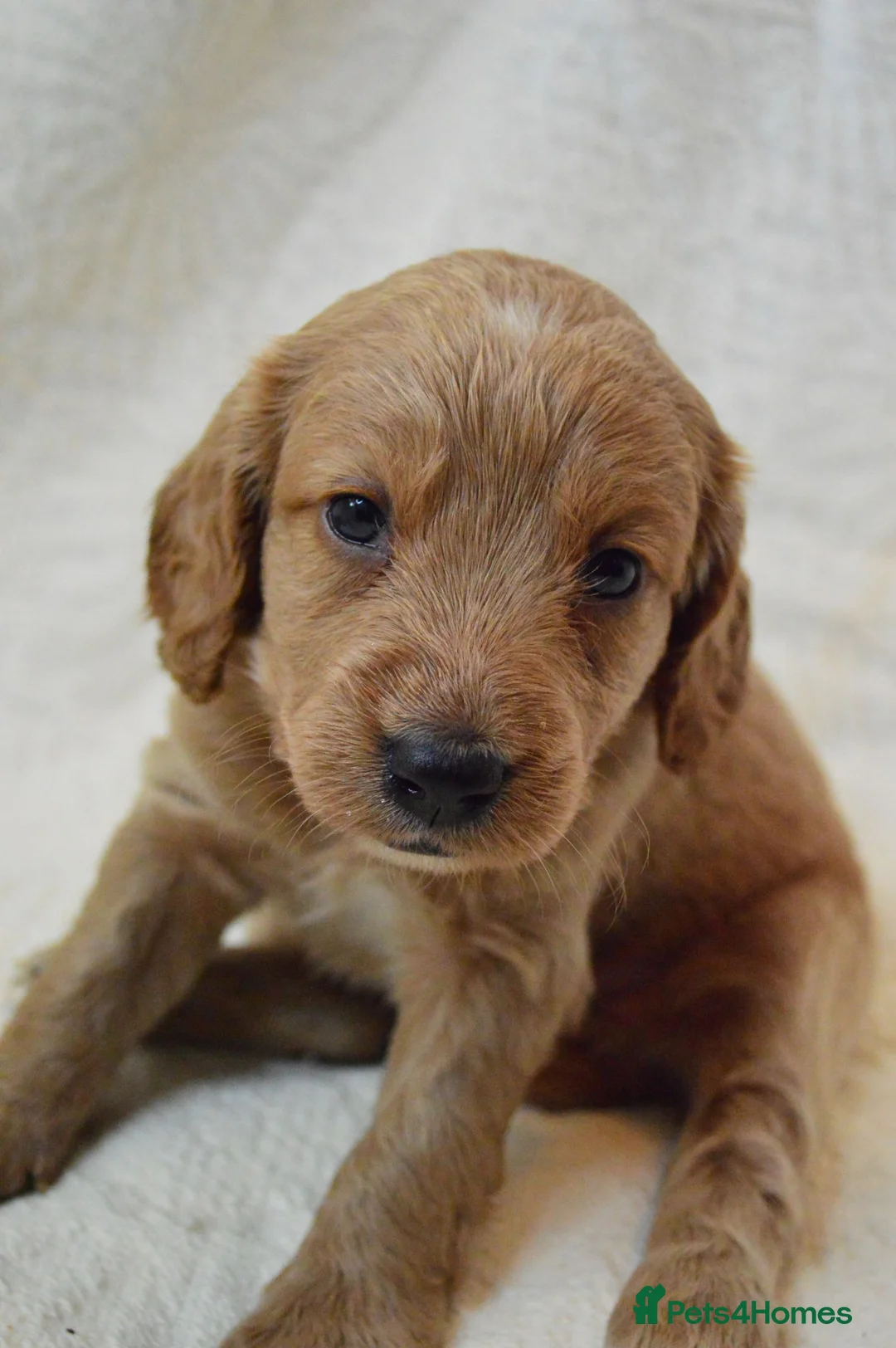 Cockapoo dogs for sale: Cockapoo Puppies - 3 Boys & 3 Girls in Benfleet - Advert 1