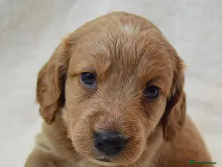 Cockapoo dogs Cockapoo Puppies - 3 Boys & 3 Girls - Advert 1
