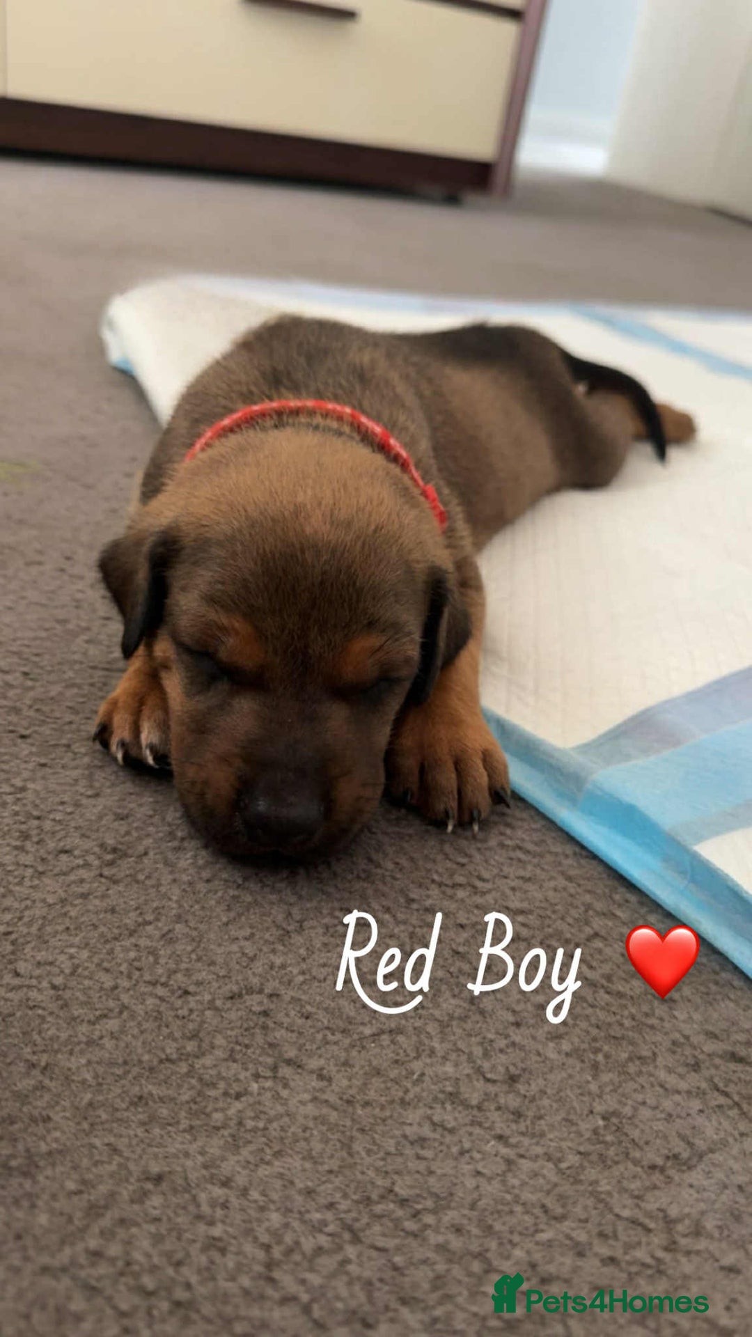 Mixed Breed dogs for sale: Doberman X XL Bully  - Image 33