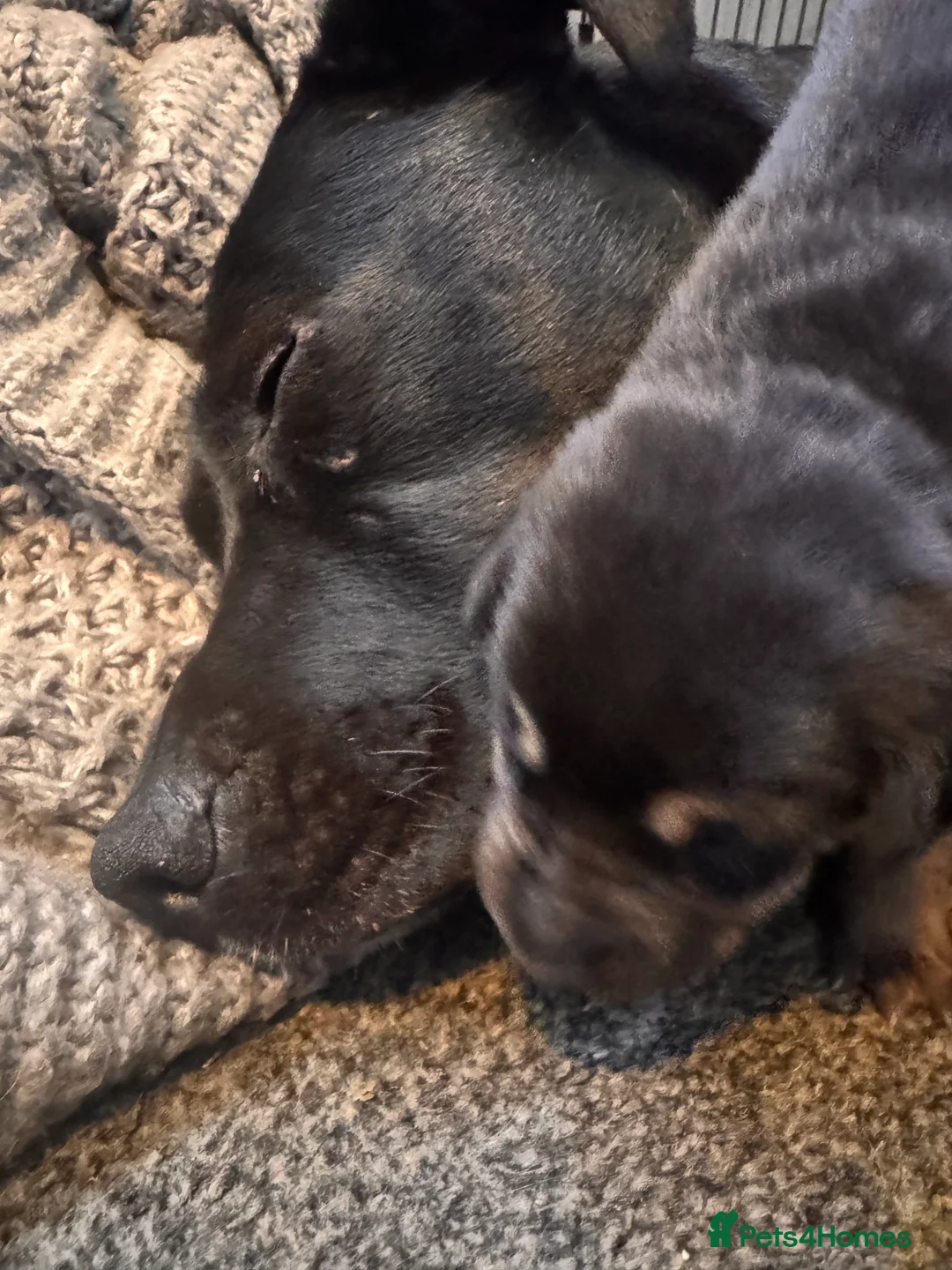 Mixed Breed dogs for sale: Staffy x belgian malinois  - Advert 7
