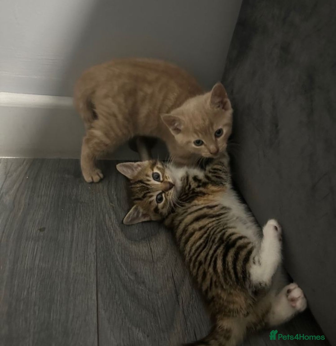 Mixed Breed cats for sale: Kittens  - Advert 1