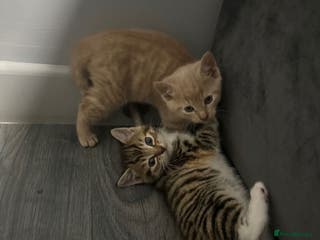 Mixed Breed cats Kittens - Advert 1