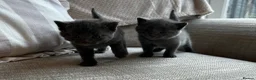 Russian Blue cats for sale: Two beautiful Russian blue kittens for sale  - Advert 8
