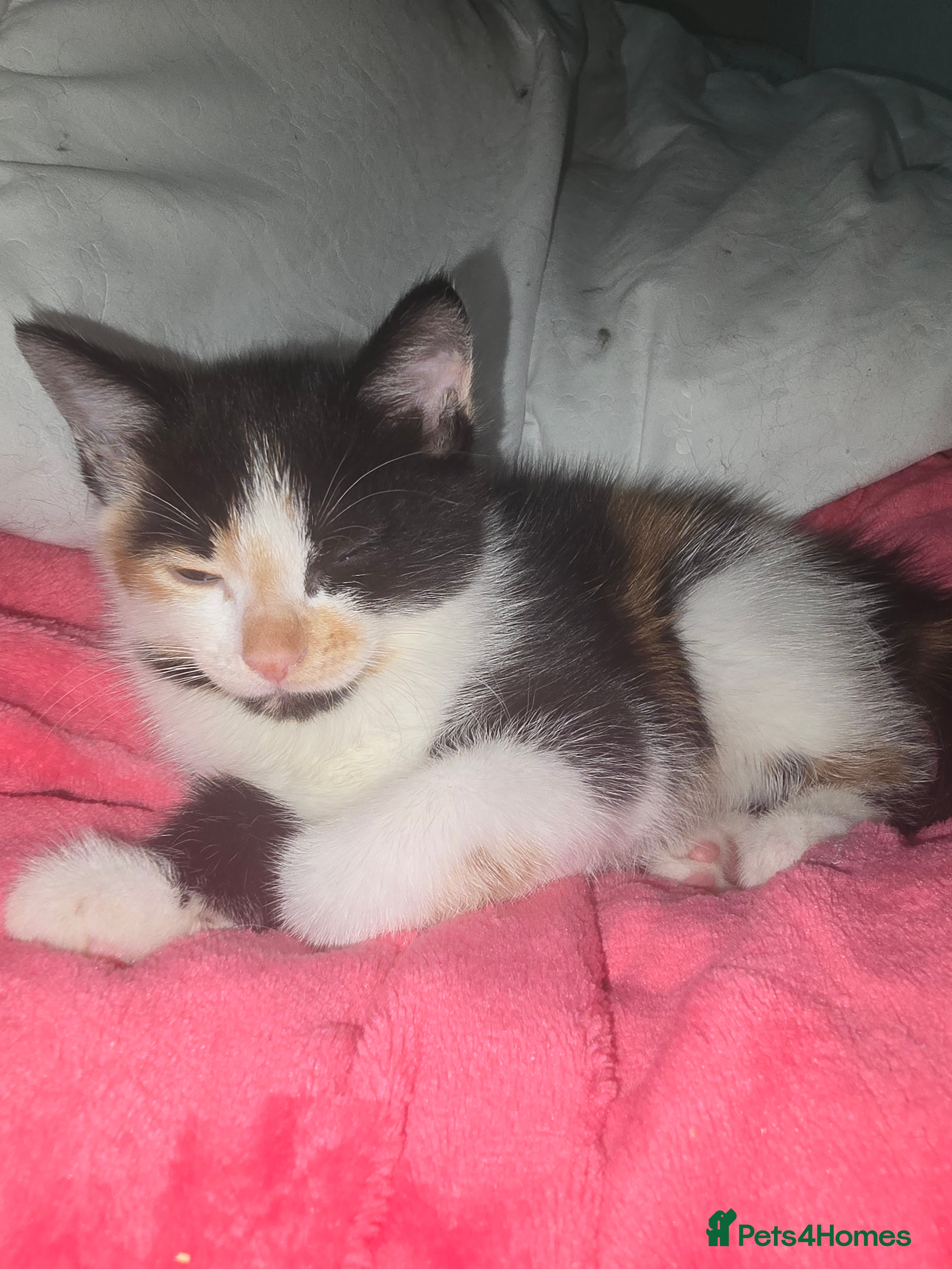 Mixed Breed cats Ragdoll mixed kitten  - Advert 17