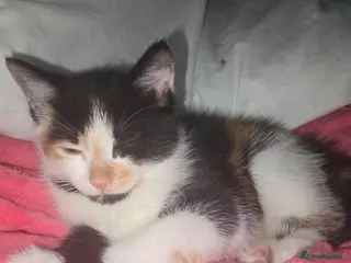 Mixed Breed cats Ragdoll mixed kitten - Advert 17