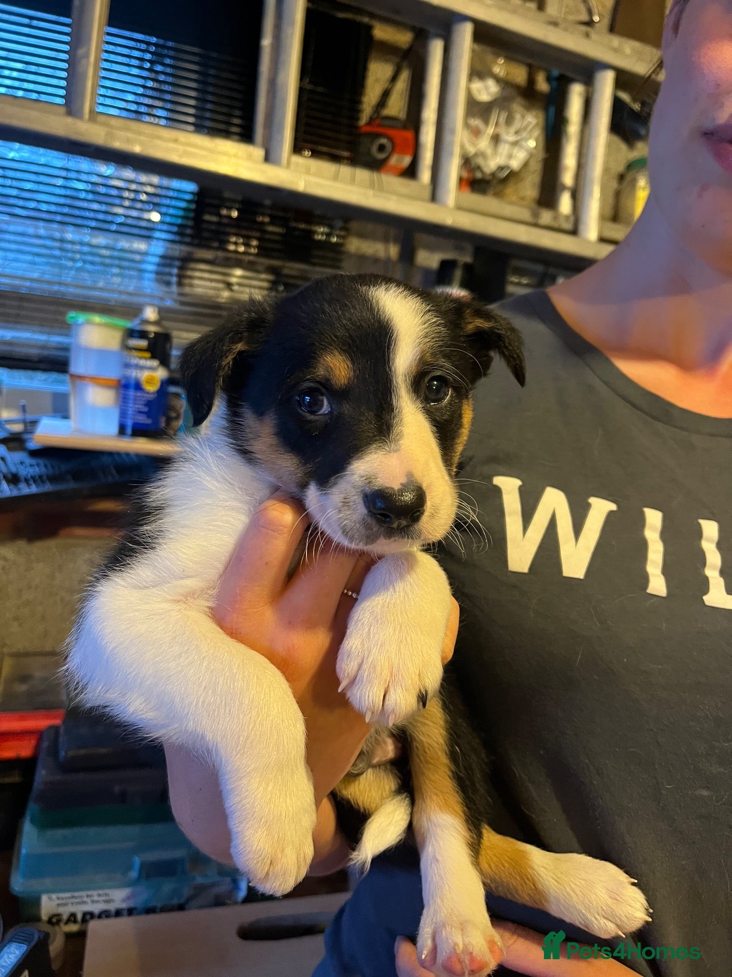 Border Collie dogs Border collie pups for sale - Advert 10