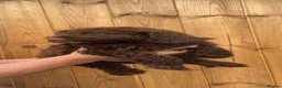 Sproodle dogs for sale: 2 GIRLS LEFT PRA CLEAR SPROODLES - Advert 36