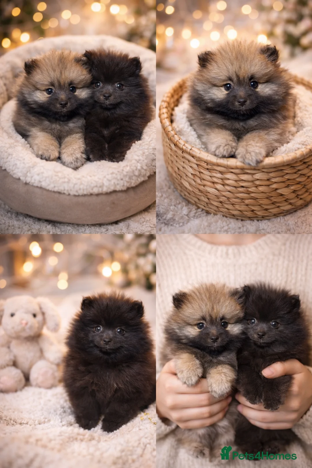 Pomeranian dogs for sale: Two Poms looking for forever home - Advert 2