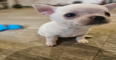 Chihuahua dogs - Advert 4