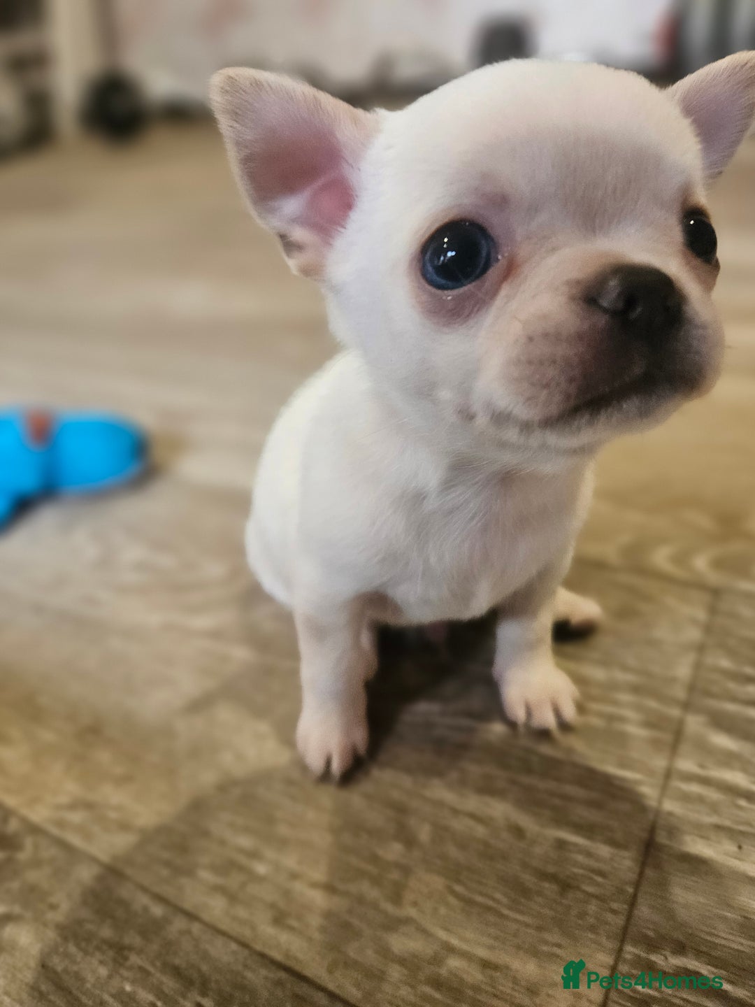 Chihuahua dogs for sale: Teeny Chihuahua Pup   - Image 3