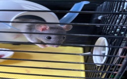 Rat rodents for sale: Rehoming my rats  - Image 3