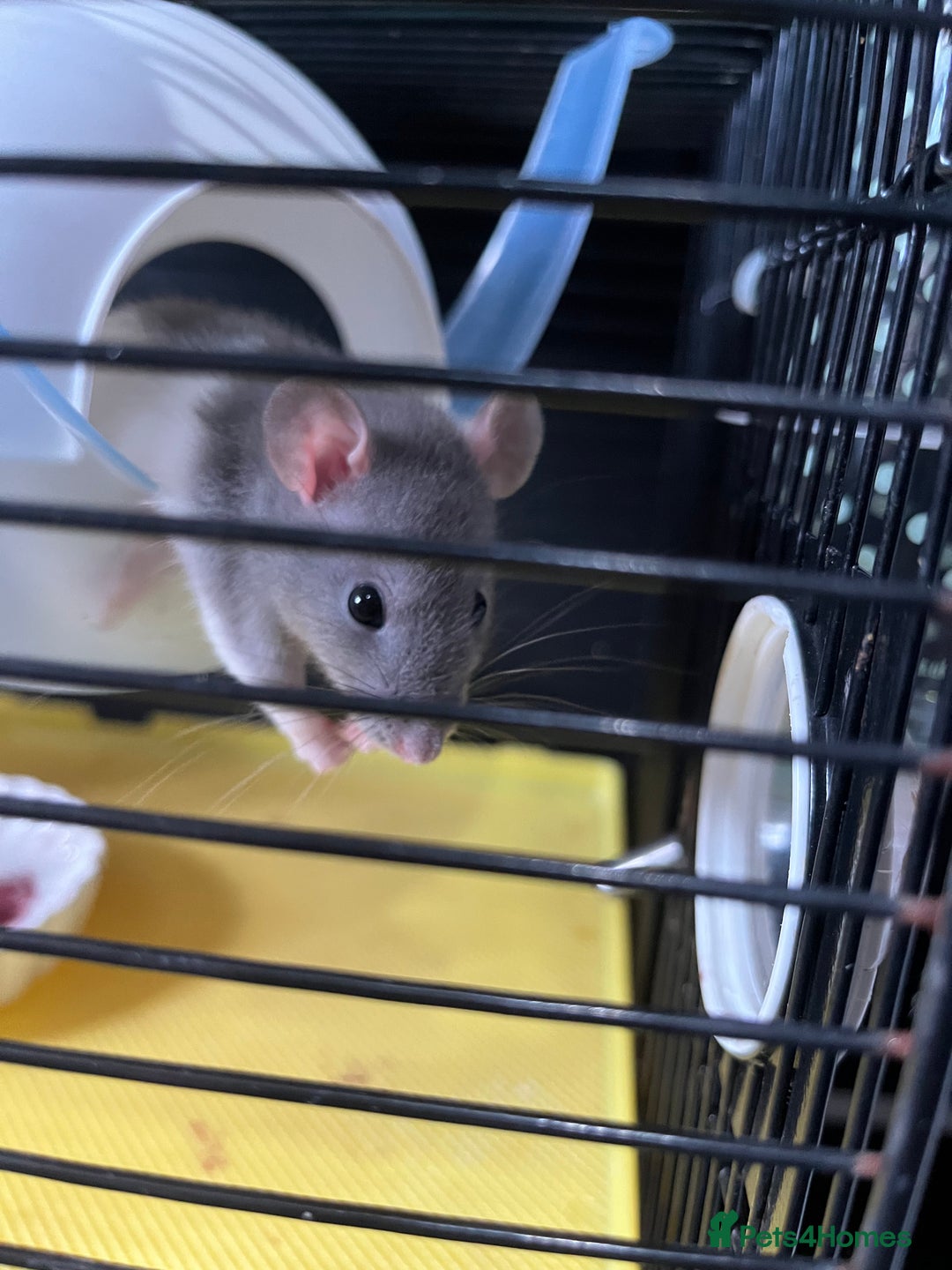 Rat rodents for sale: Rehoming my rats  - Image 3