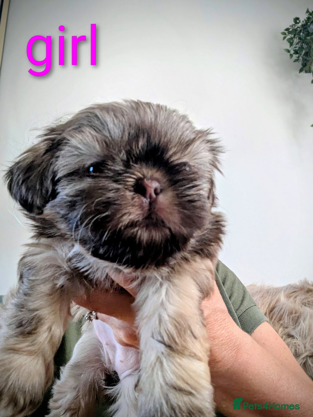 Shih Tzu dogs for sale: Imperial Shitzus - Image 5