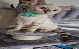 Bengal cats for sale: READY😍Snow bengal whit blue eyes💙last one LEFT  - Image 36