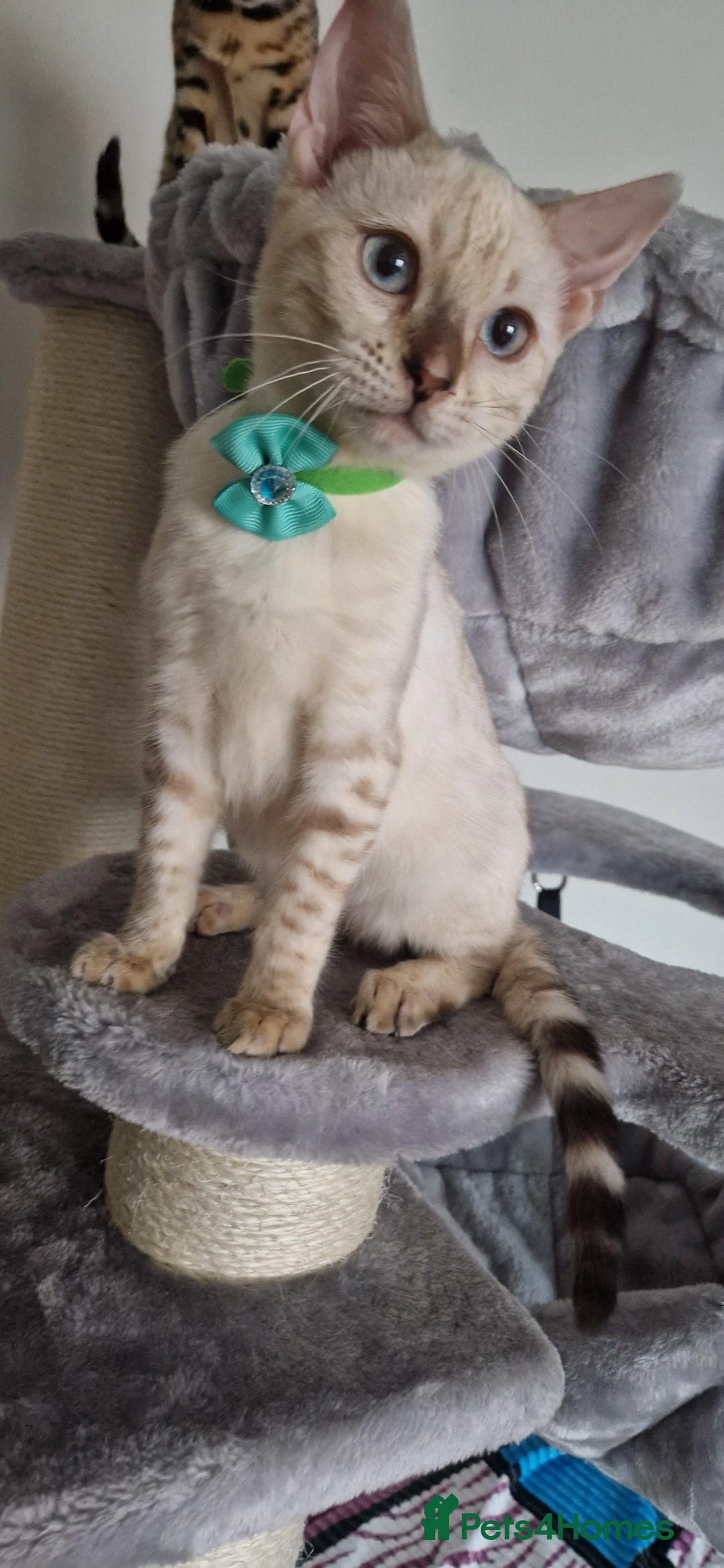 Bengal cats for sale: READY😍Snow bengal whit blue eyes💙last one LEFT  - Image 36