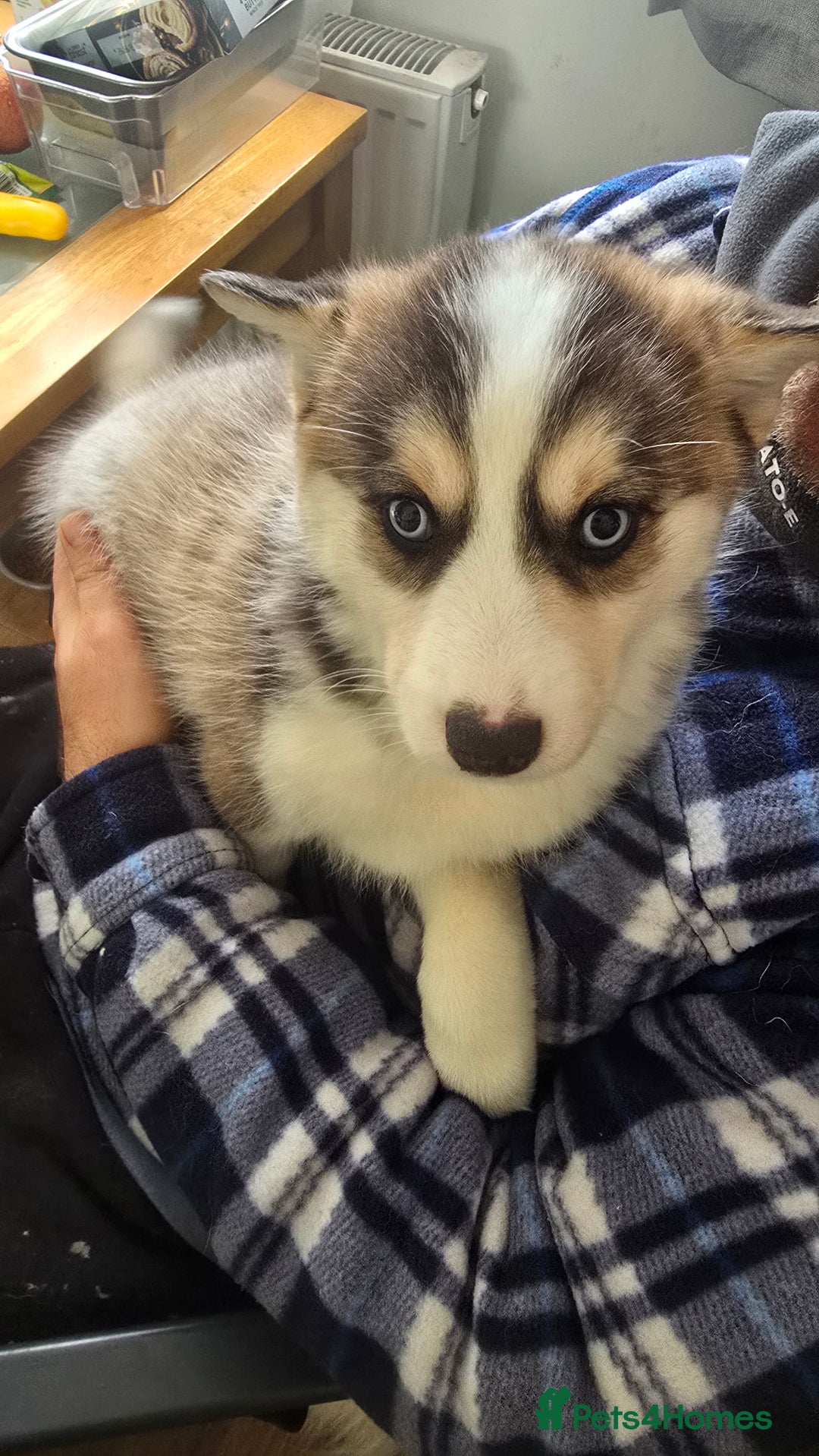 Pomsky dogs for sale: LAST Pomsky Puppy for Sale - Advert 28