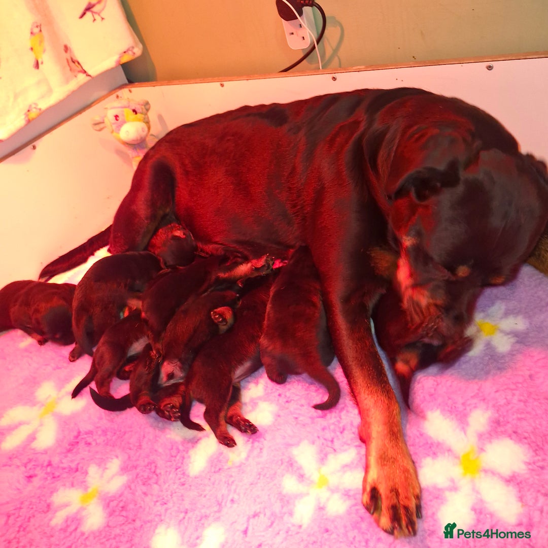 Rottweiler dogs for sale: (KC) REX & DELLAS FINAL LITTER OF QUALITY PUPS - Advert 36
