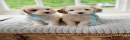 Cavapoo dogs for sale: Health tested Cavapoo puppies - Advert 16