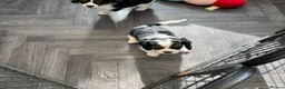 Cavalier King Charles Spaniel dogs for sale: stunning health tested cavalier king charles pups - Advert 5