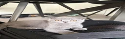 Scottish Fold cats for sale: Playful fluffy Scottish fold - Advert 6
