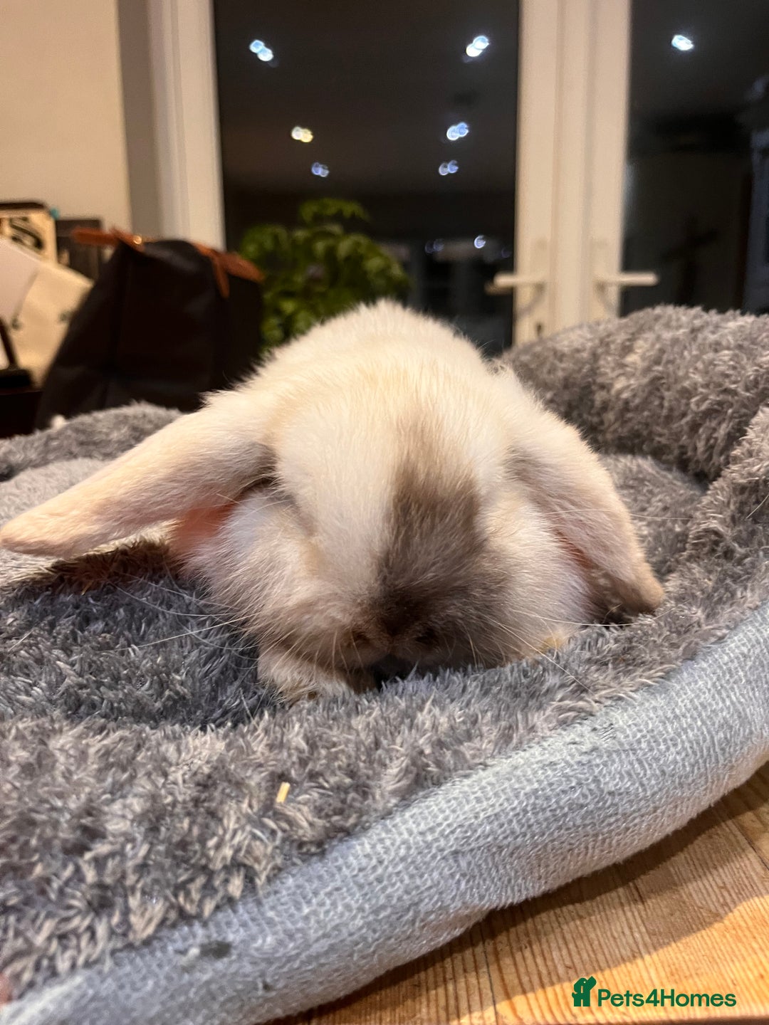 Mini Lop rabbits for sale: Beautiful Mini lop buck for sale  - Advert 1
