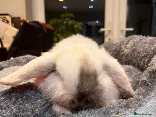 Mini Lop rabbits Beautiful Mini lop buck for sale - Advert 7