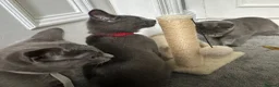 Russian Blue cats for sale: Russian Blue Kittens  - Advert 22