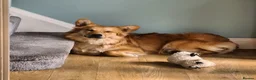 Mixed Breed dogs for sale: Meet Kenzo Italian Volpino in Basildon - Advert 3