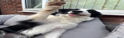 Border Collie dogs for sale: Alfie  - Advert 2