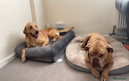 Labrador Retriever dogs for sale: Buddy the Labrador - Image 4