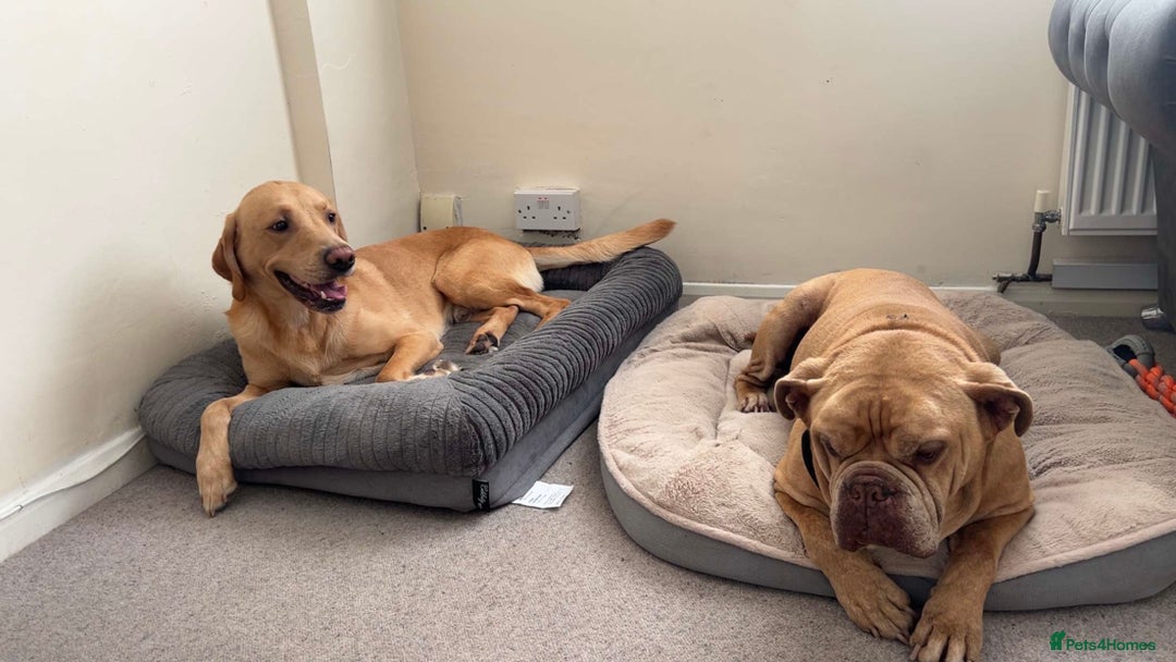 Labrador Retriever dogs for sale: Buddy the Labrador - Image 4