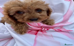 Cavapoo dogs for sale: 🐾💕💙STUNNING F1 CAVAPOOS 💙💕🐾 - Image 24