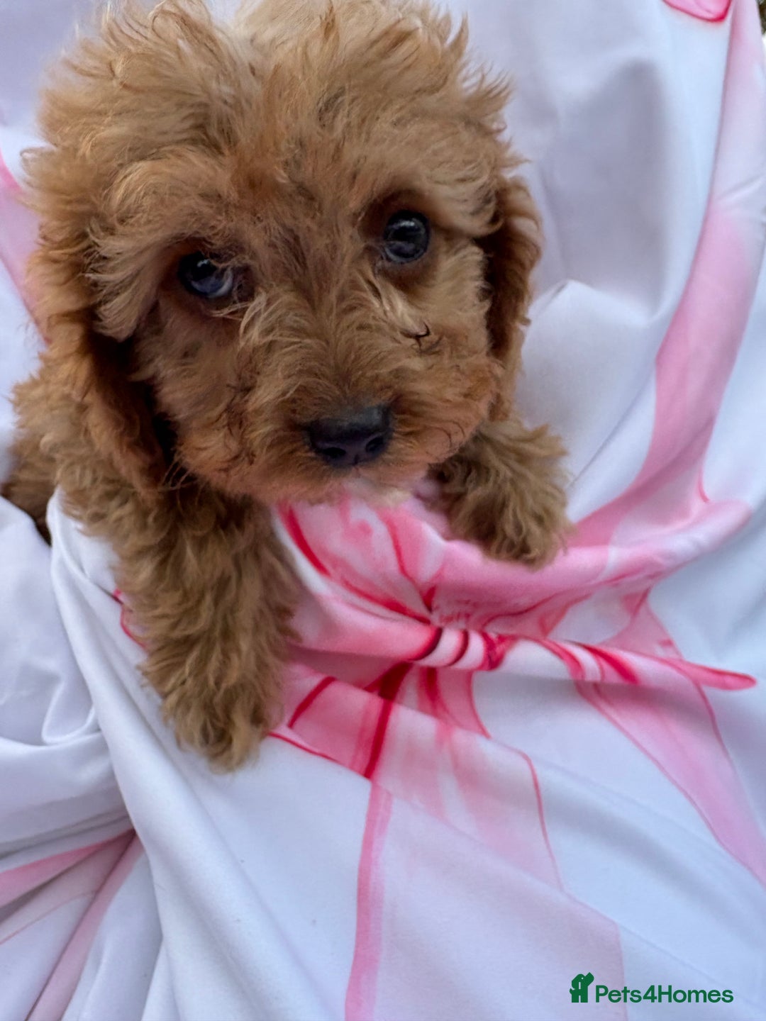 Cavapoo dogs for sale: 🐾💕💙STUNNING F1 CAVAPOOS 💙💕🐾 - Image 24