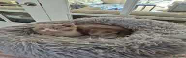 British Shorthair 8