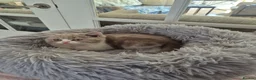 British Shorthair cats for sale: Ready! From GCCF parents with champions in line - Advert 2