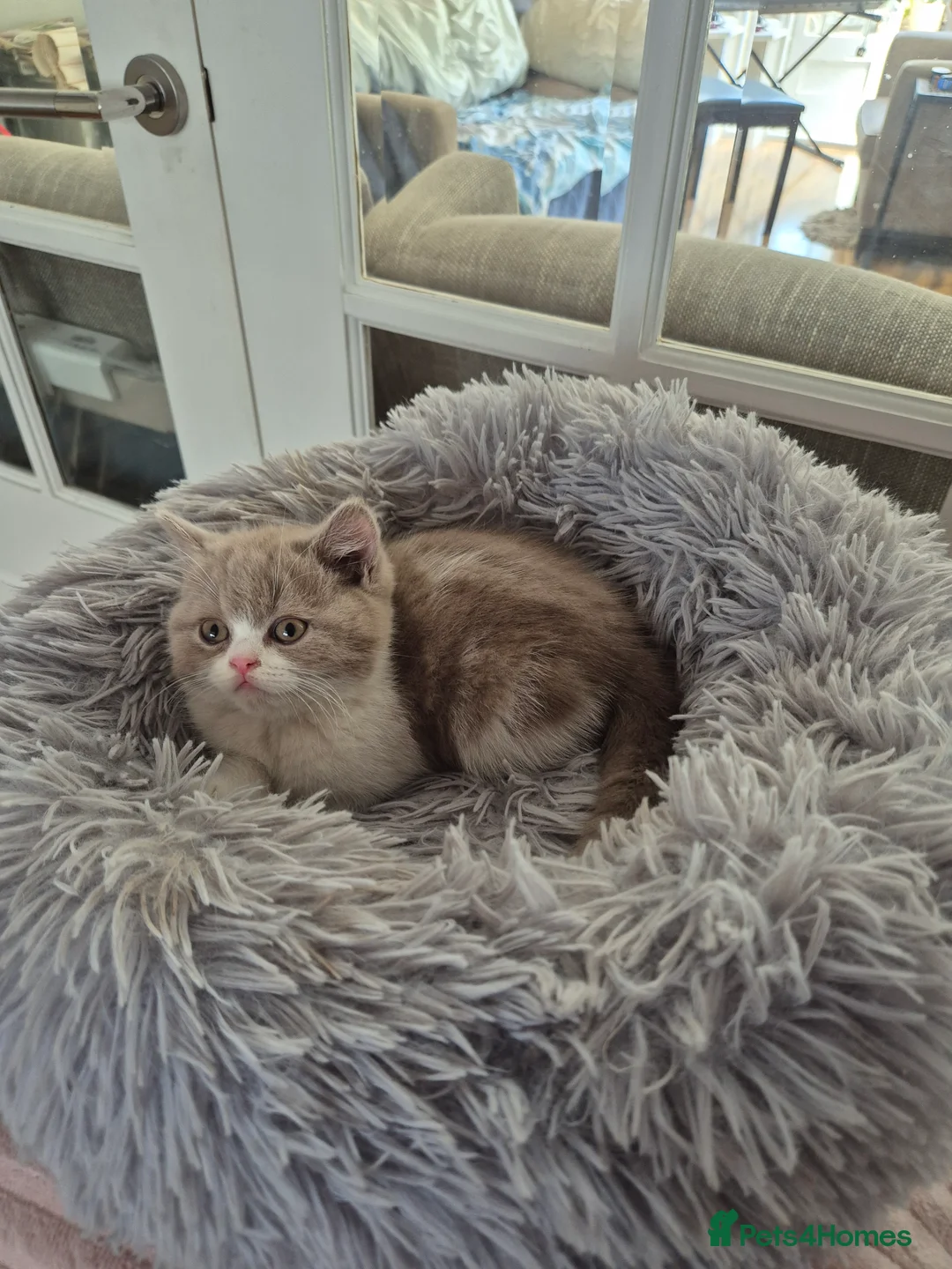 British Shorthair cats for sale: Ready! From GCCF parents with champions in line - Advert 2