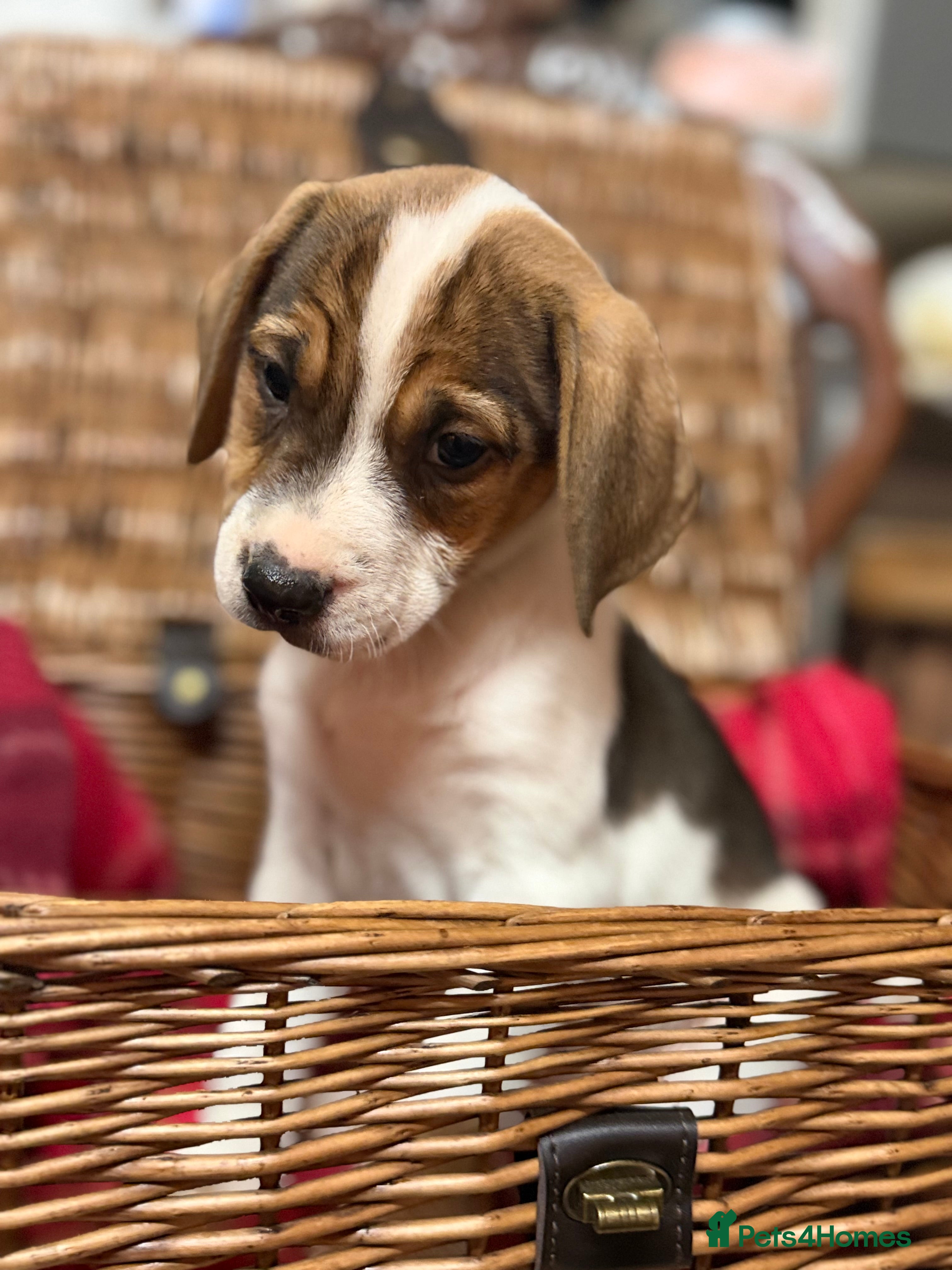 Mixed Breed dogs ** REDUCED **READY TO MEET NEEW FAMILY  - Advert 3