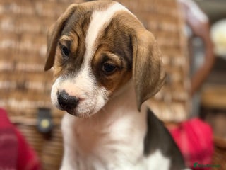 Mixed Breed dogs # REDUCED # READY TO MEET NEEW FAMILY - Advert 7