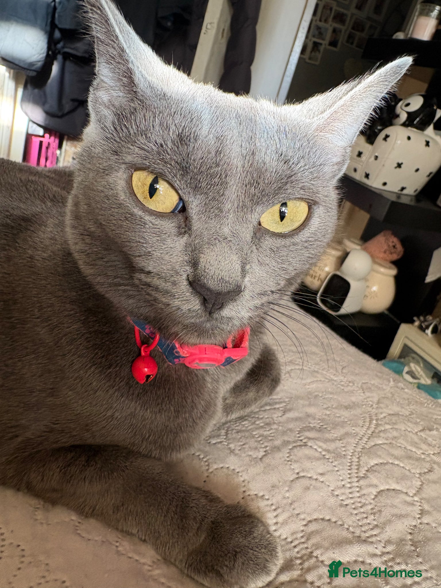 Russian Blue cats for sale: Blue Russian kittens - Advert 2