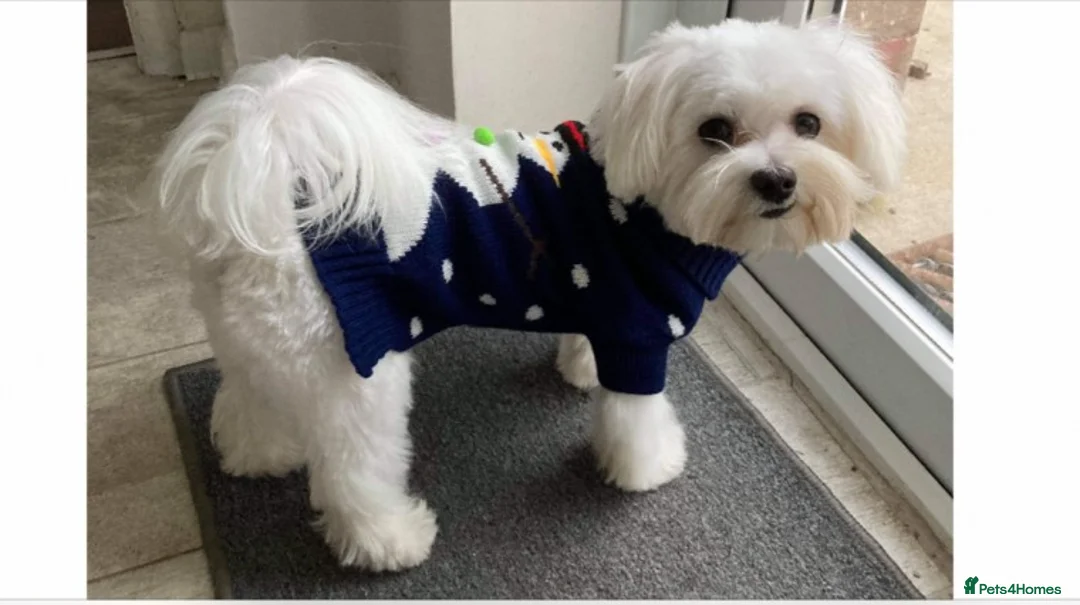 Maltese dogs for stud: KC registered Maltese for Stud duties (Proven) in Doncaster - Advert 2