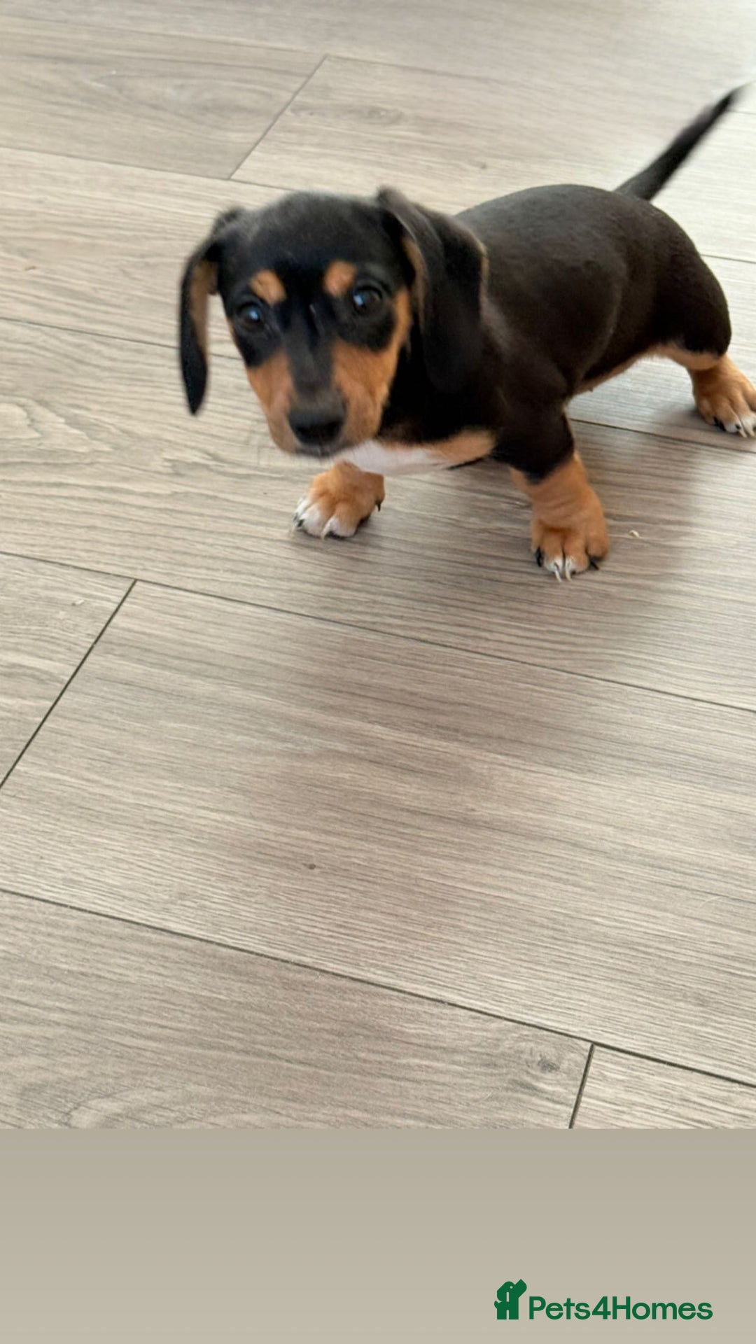 Mixed Breed dogs for sale: Dachshund ×Jack Rusell Puppies ( Jackshund )  in Cardiff - Image 11