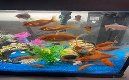Goldfish fish for sale: Rehoming fish due to limited tank space - Image 1