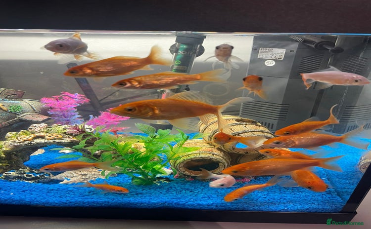 Goldfish fish - Advert 2