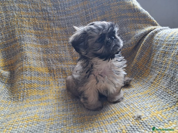 Shih Tzu dogs - Advert 2